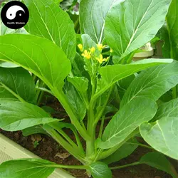 Купить Brassica Campestris овощи Semente 200 шт. завод зеленый лист овощей Цай Xin