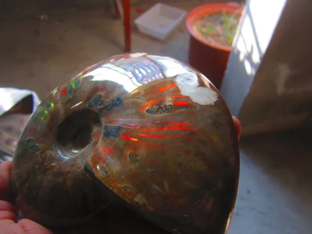Special Price 741g(1.63 lb) Iridescent Ammonite Ammolite Specimen Fossil Madagascar BFB915