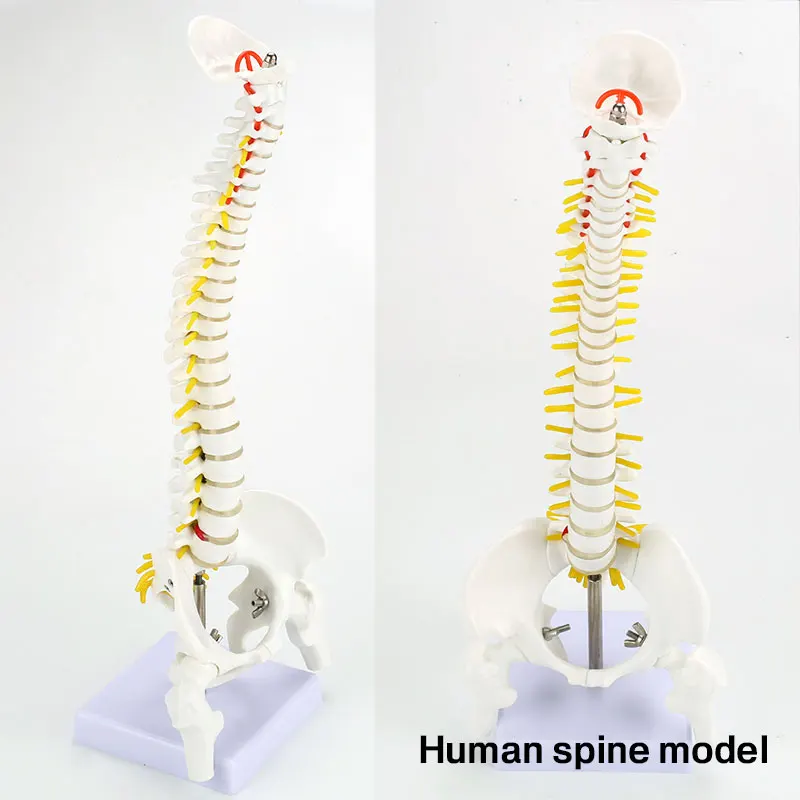 

Vertebral Column Model PVC Doctor Anatomy Hospital School Nurse Medical Spine Bone Teaching Aid Student