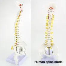 Vertebral Column Model PVC Doctor Anatomy Hospital School Nurse Medical Spine Bone Teaching Aid Student 3x life size ocular anatomy eyeball model enlargement pupil vision correction for medical education school