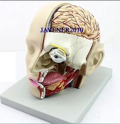 Анатомическая анатомическая голова человека череп мозг медицинская Комплексная модель