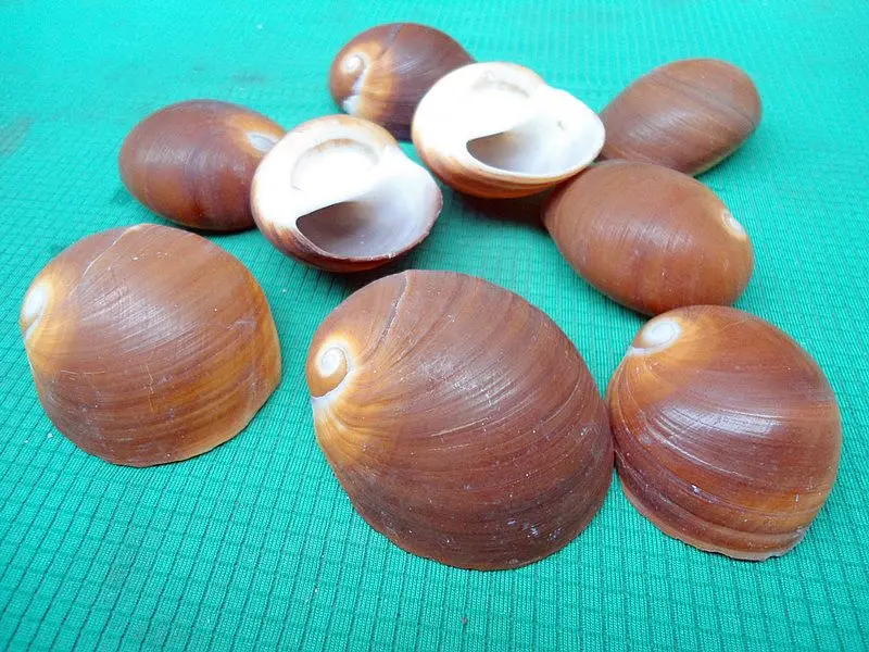 

HappyKiss 2pcs/lot Natural conch shells Hermit crabs molt carapaces Fish tank aquarium decoration jade snail Red cat's eye screw