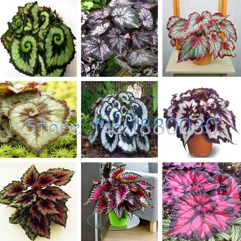 Shop [^^] Offer 9 colors 30PCS Beautiful Begonia flower seeds flowers