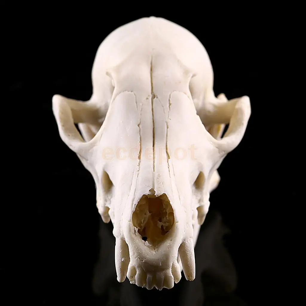 最終値下げトラ虎 頭骨・骨格標本 オブジェ 置物 メルカリ | 猫の 