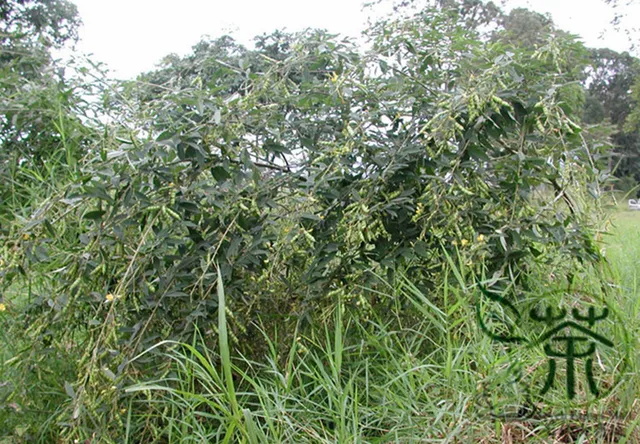 Asian leguminous shrub cajanus cajan Massive cocks down the throat