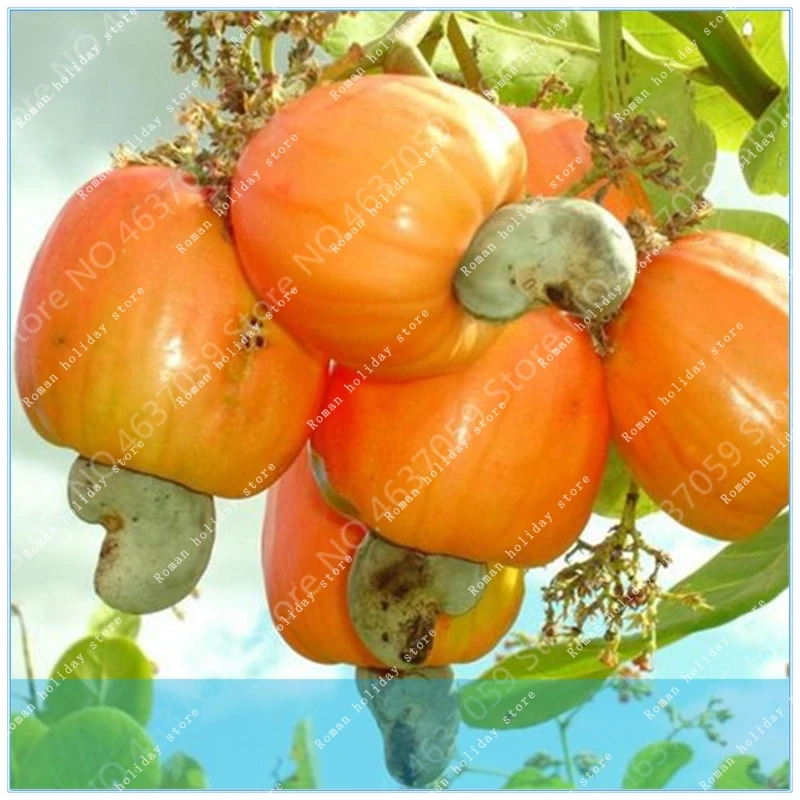 

ZLKING 100% True 5pcs Cashew Nuts Tree Bonsai Rare Outdoor Aroma Tropical Plant Tree Fruit Shaped Like Kidney Hot sales