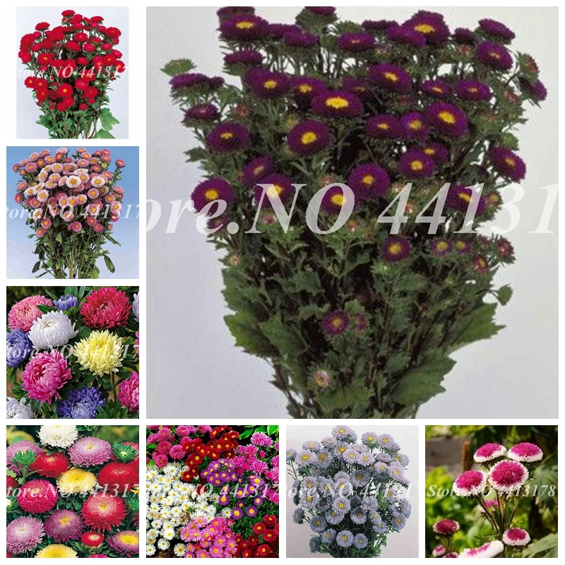 

Sale! 100pcs China Aster bonsai, Strong ability to reproduce, bonsai plant for home garden and courtyard In Flower Pots Planters