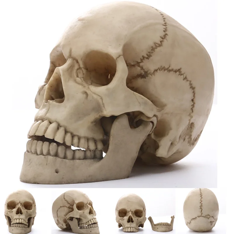 Статуэтки череп человека Африка домашний Декор череп для украшения черепа животных абстрактные скульптуры Скелет резьба в натуральную величину 1:1