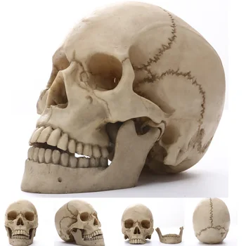 

Statues Skull Human Africa Home Decor Skull For Decoration Animal Skulls Abstract Sculptures Skeleton Carving Life size 1:1