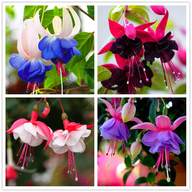 Buy 200 pcs/bag fuchsia seeds, fuchsia Buy 200 pcs/bag fuchsia seeds, fuchsia