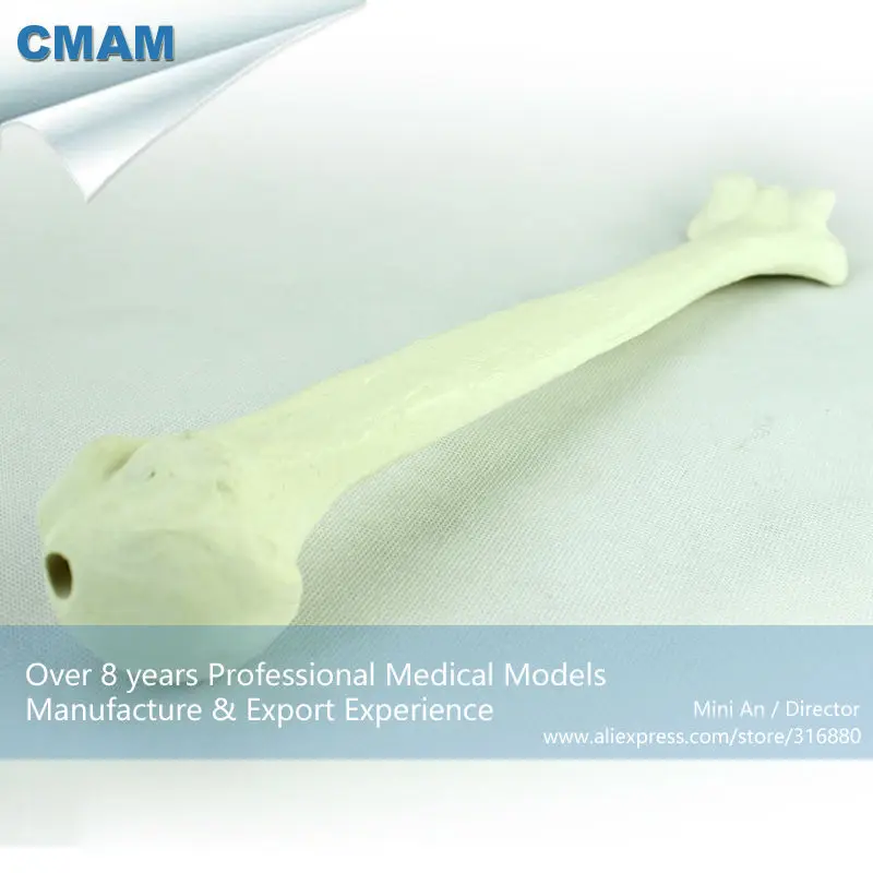 12321 CMAM-TF10 Normal Anatomy Human Orthopaedic Models Humerus for Training