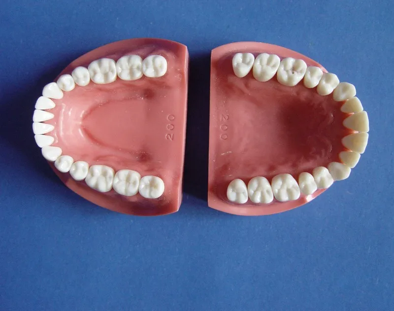 32 tooth. модель челюстей для препарирования. 32 tooth. муляж челюсти. 32 tooth.