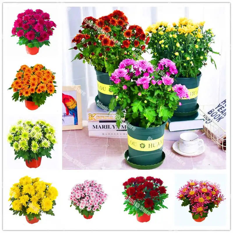 

100Pcs/Bag Chrysanthemum bonsai plant marigold potted plant flower family garden decoration plant flower chrysanthemum planting