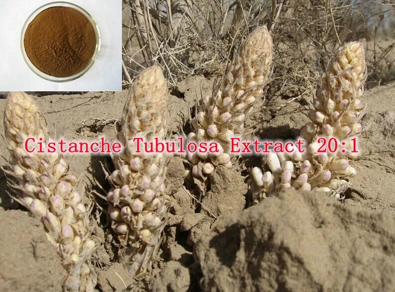 

1Pack High Quality Cistanche Tubulosa Extract 20:1 Powder 400mg x 100capsule free shipping