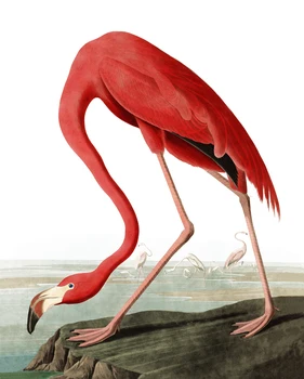 

Audubon's Flamingo, Classical Frameless Canvas Bird's Painting Wall Hanging Art One Piece Picture for Home Decoration