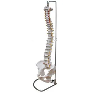 

Human model life size adult belt cervical spine model skeleton model