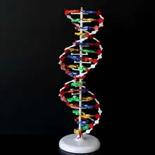 Биология, модель генной структуры, двойная спираль, чайная модель