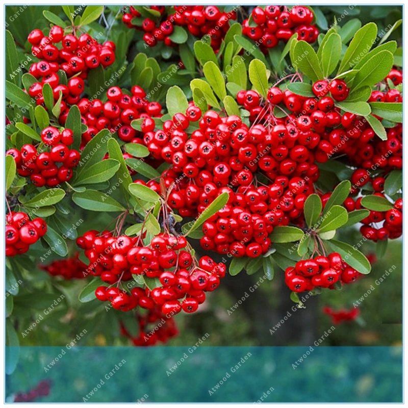ZLKING 100PCS Pyracantha firethorn Pyracantha Plant Potted ...