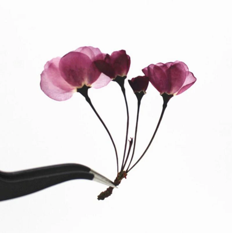 30 шт прессованный высушенный 4-6 см несколько Skura цветок гербарий из растений для ювелирных изделий открытка с пригласительным билетом чехол для телефона Закладка DIY