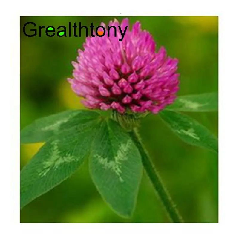 

Free shipping Red clover extract total isoflavones Anti tumor effect, the effect of liver cancer, lung cancer 200g
