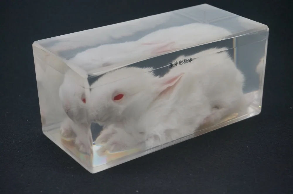 

Real Rabbit Specimens In Clear Lucite Block Educational Instrument