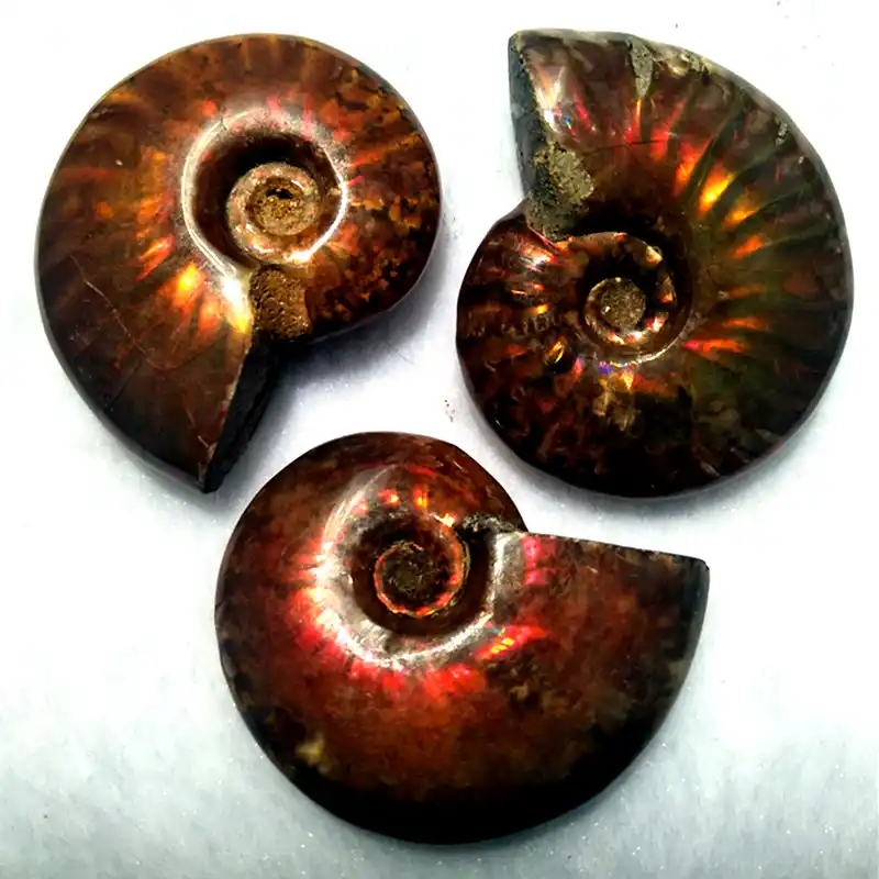 3pcs Natural Nautilus Fossils Extinct Conch Fossils Pearly Nautilus Are Valuable For Collection Quality 5a Shells Starfishes Aliexpress