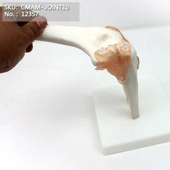 

CMAM/12357 Elbow joint, Medical Extremities Anatomical Human Model