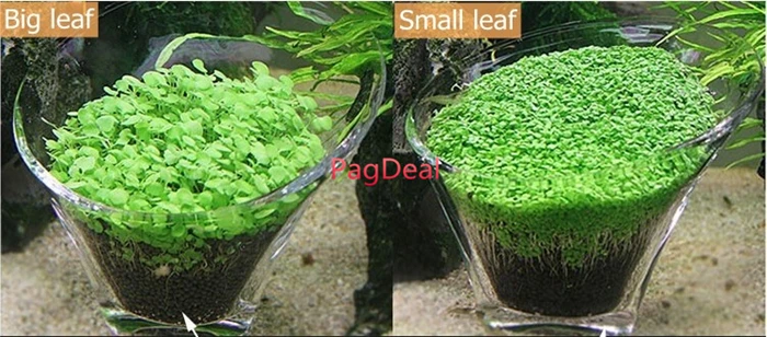 Glossostigma seed5