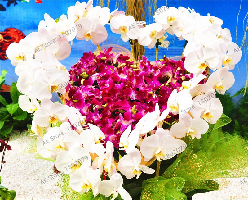 100 шт Редкие орхидеи Бонсай Балконный цветок смешанный цвет бабочка Орхидея растение красивый сад фаленопсис орхидеи Флорес