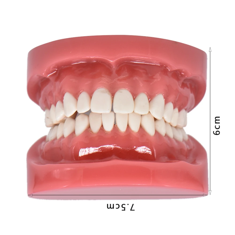 Стоматологическая модель жесткий основа Учебная модель стоматологический взрослый Стандартный Typodont демонстрационный стоматологический лабораторный инструмент стоматология