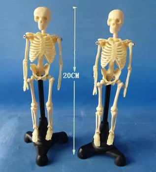 

PVC 20cm Human Body Skeleton Model Mini Mannequin Bone Model Human Body Bone with Spinal Medical Teaching Skeleton Model