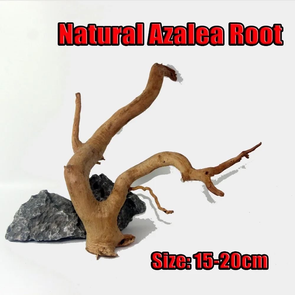 Azalea Driftwood & Bonsai | Real Aquatics