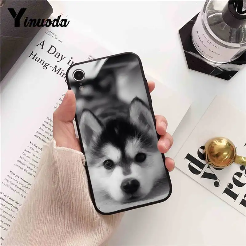 Animal Husky cute Puppy Dog