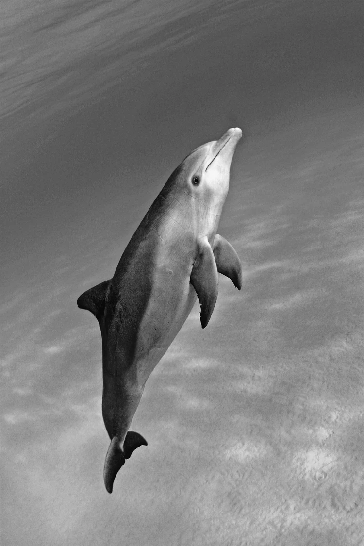 

photographic picture print on canvas black and white pictures seascape pictures free fish canvas painting modern home decor