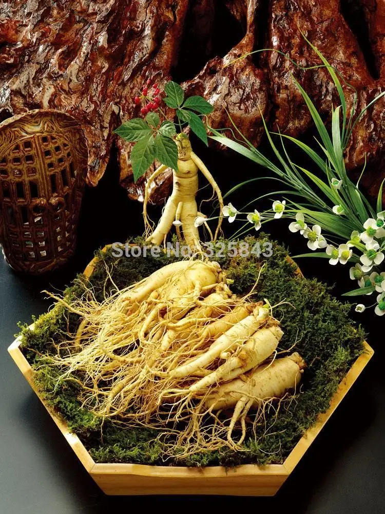 Купить Семена Женьшеня Для Посадки