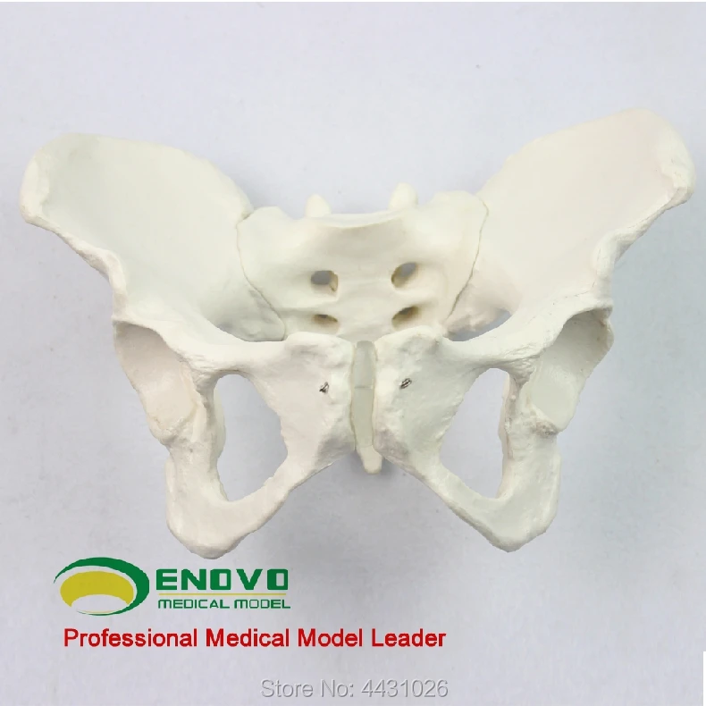 Buy ENOVO Standard female pelvic gynecological