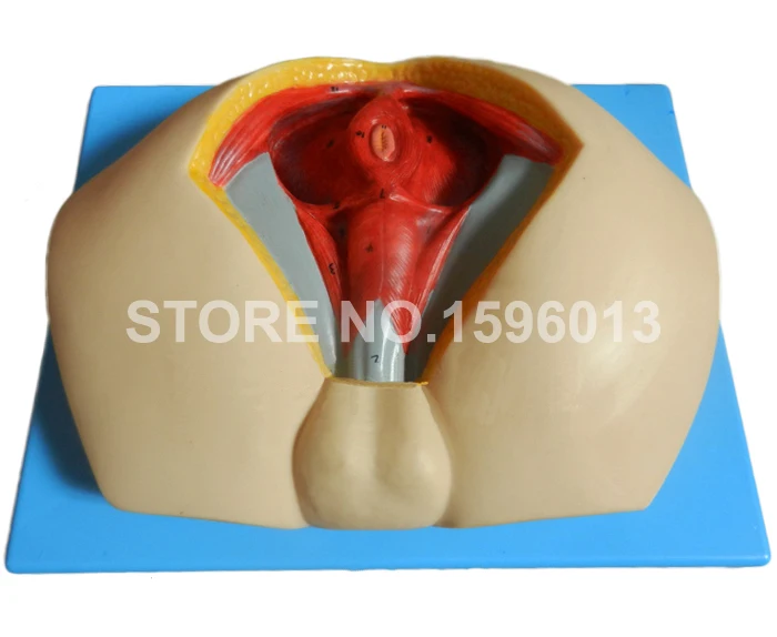 A15112 Male Perineum model (7)