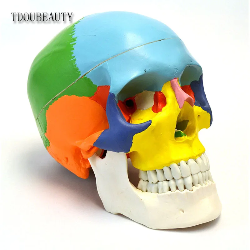 

Manikin 22 Area Anatomy Didactic Color Painted, 3-part, Life Size, Anatomical Skull Model 1:1 By TDOUBEAUTY FreeShipping