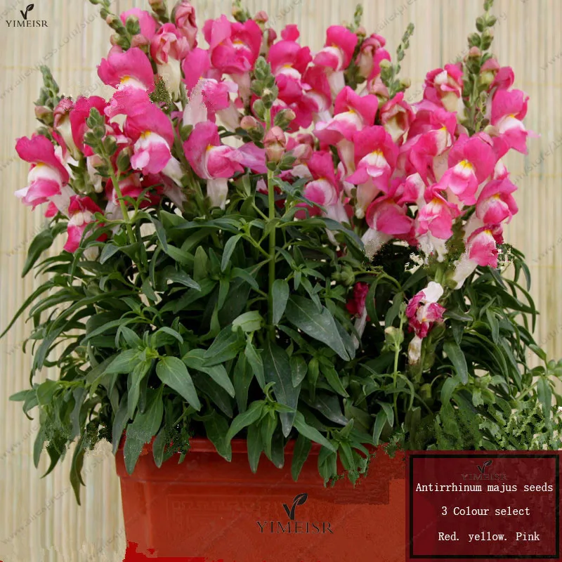 Common Garden Plants online buy wholesale common garden plant from china common garden Common Garden Plants online buy wholesale common garden plant from china common garden