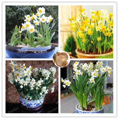 

2 Bonsai True Narcissus Bonsai Daffodil Bonsai Aquatic Plants Double Petals Absorption Radiation Potted Plant