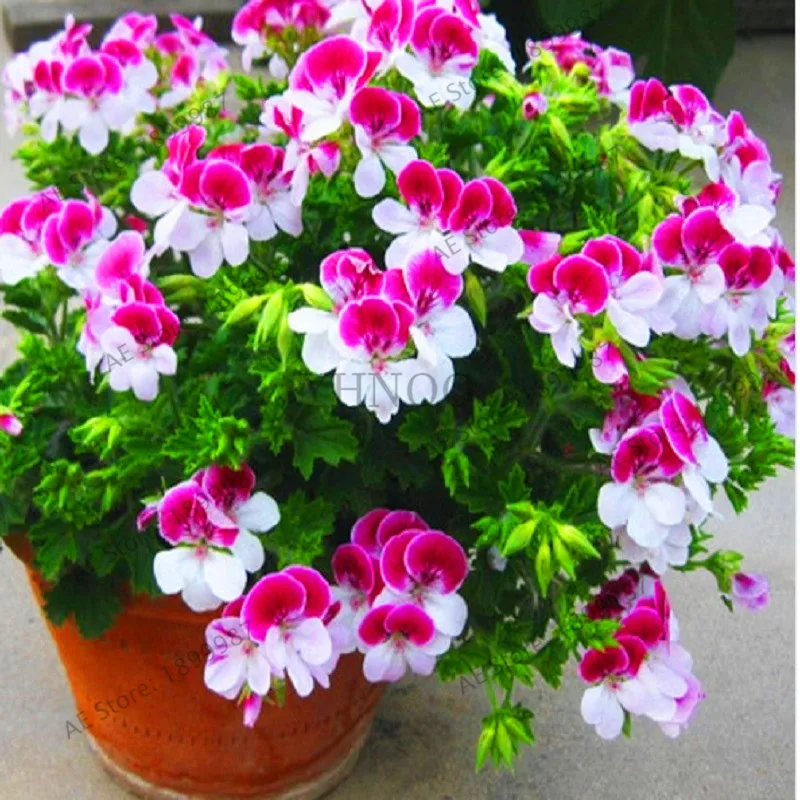 

New Arrival!20 Particle/Bag Real Geranium Plants, Perennial Flower Plantas Bonsai Plant , For Garden Flower Potted Planters , F