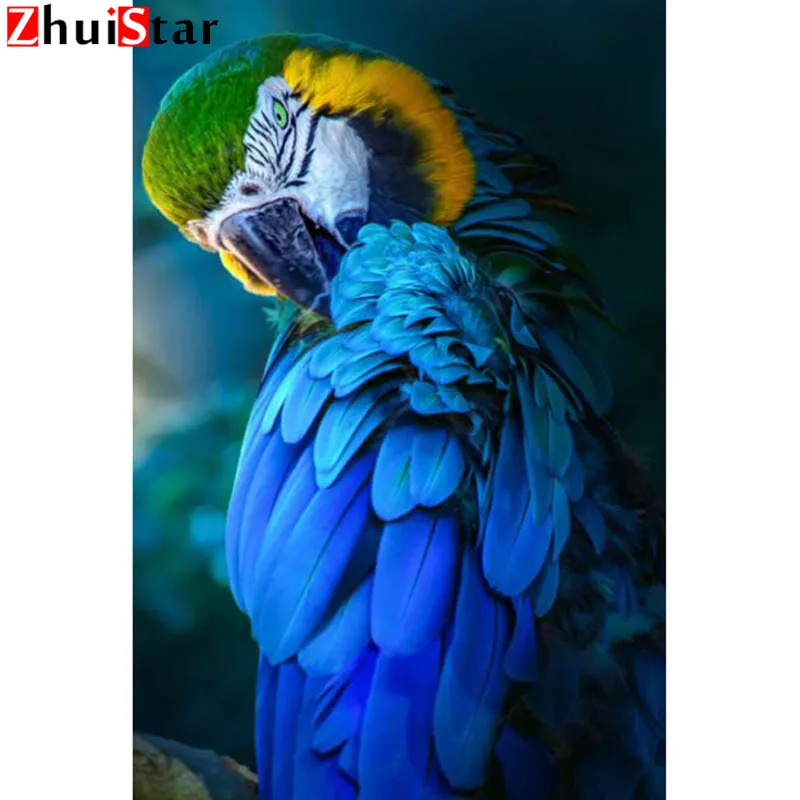 Попугай ара. Ара моя красивая. Попугай ара анфас. Попугай паррот. Попугай ара.