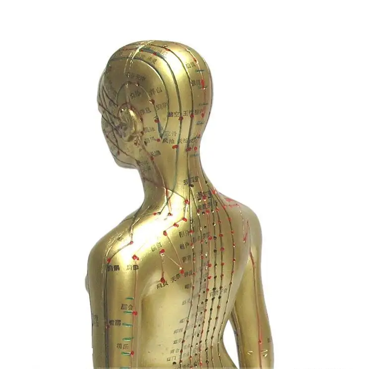 3B Scientific GmbH 1000379 Acupuncture Model Female 3B Scientific GmbH 1000379 Acupuncture Model Female