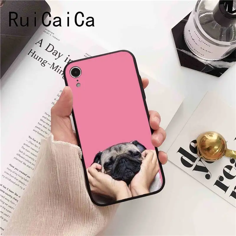 Animal Cute Pug Dog