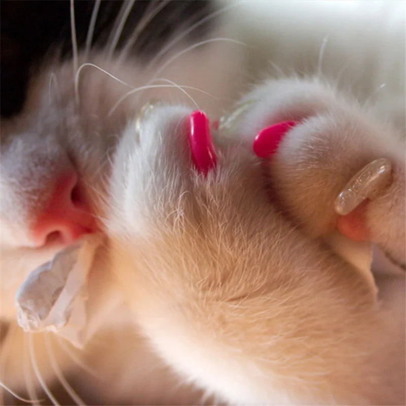 Кот лапка нажать. Кошачья лапа с когтями из коробки вор. Кот лапка нажать. Кошачья лапа. Кот с растопыренными лапами.