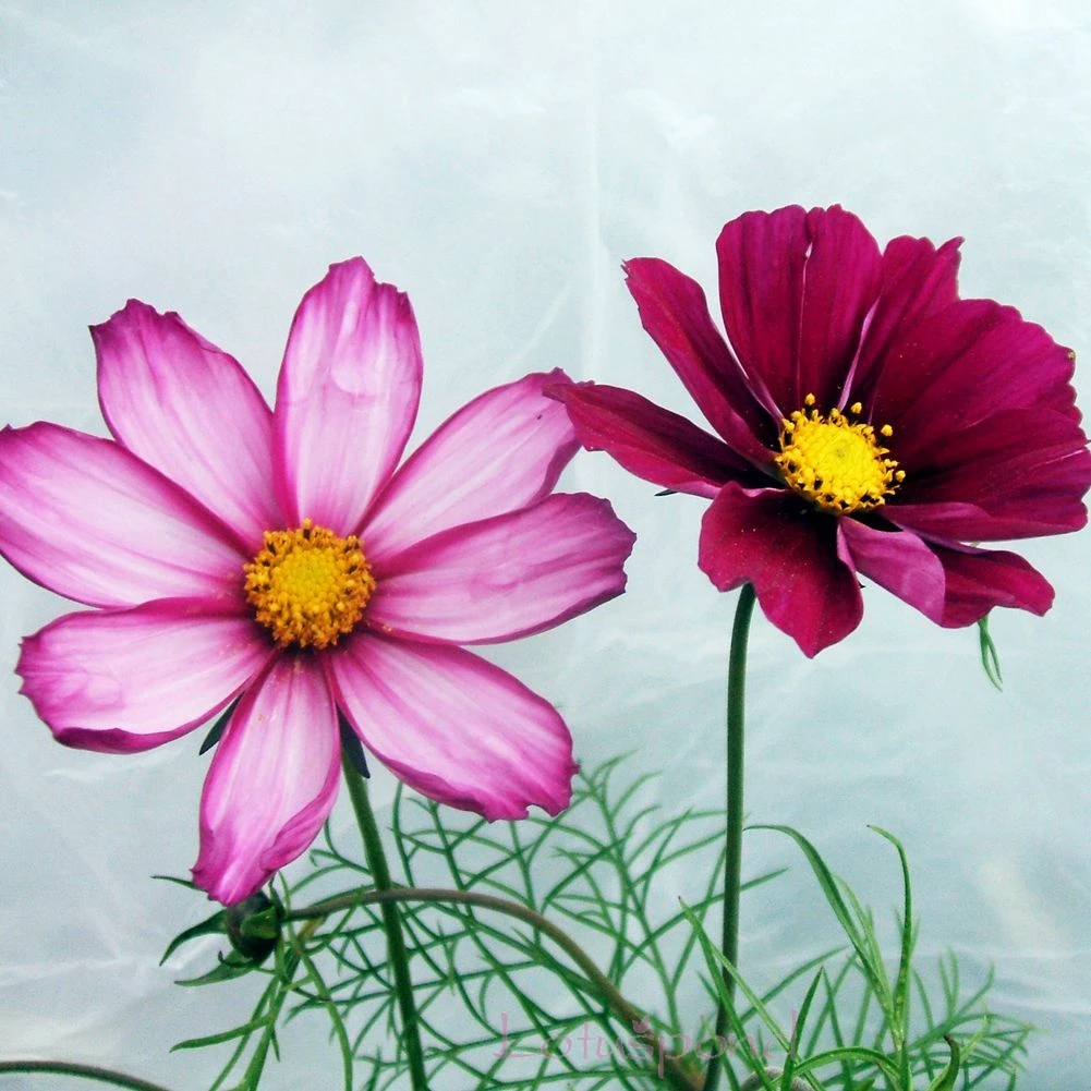 Download Cosmo Flower PNG - Olus