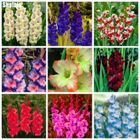 True-gladiolus-Seeds-gladiolus-flower-not-bulbs-beautiful-flower-seeds-symbolizes-nostalgia-home-garden-plant-bonsai.jpg_200x200