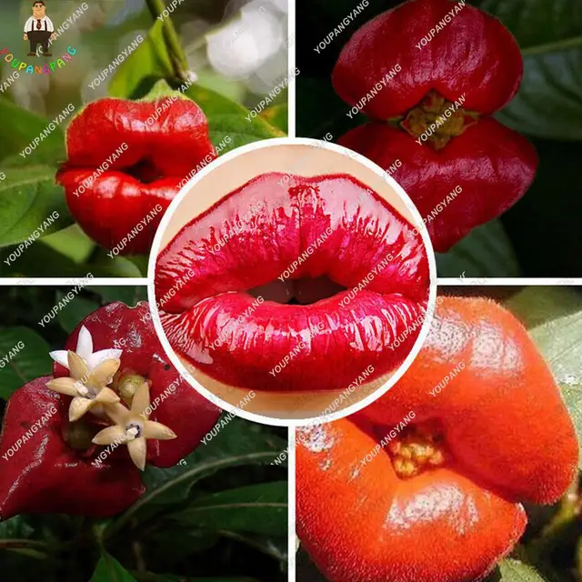 Exotic Red Lips Plants Rare Flower Pots Garden Flowers Park Exotic Red Lips Plants Rare Flower Pots Garden Flowers Park Yard Plant Psychotria For