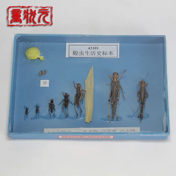 

Locust Life History Specimens Biological Experiments Teaching Aids Teaching Equipment Children Animal Cognitive SpecimensM-1248