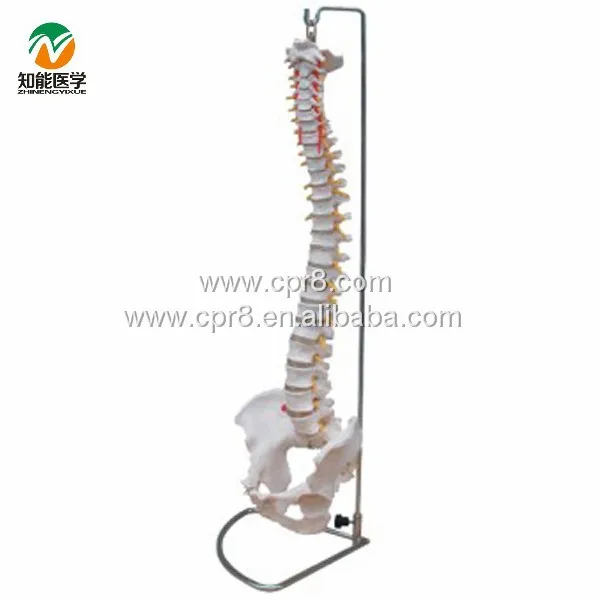 BIX-A1009 Natural big spine model 